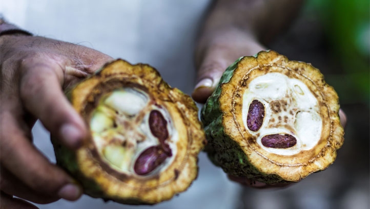 Pictured: Fresh cocoa fruit. Stock image.